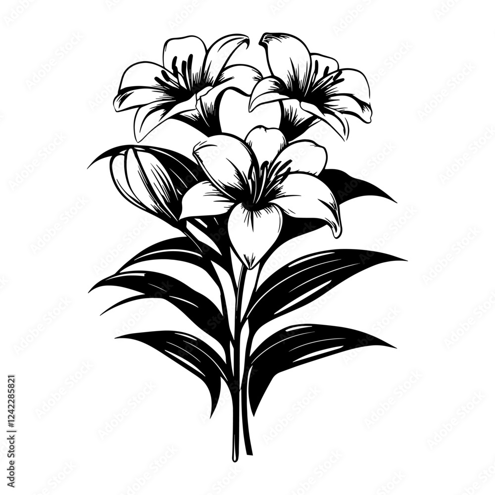 Simple lily bouquet linear illustration graphics drawing vector Simple lily bouquet linear illustration graphics drawing vector