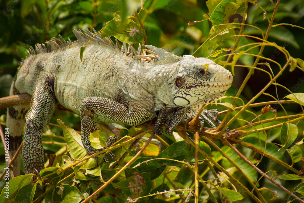 Fototapeta premium Close-up of a green iguana (Iguana iguana) perched on branches.