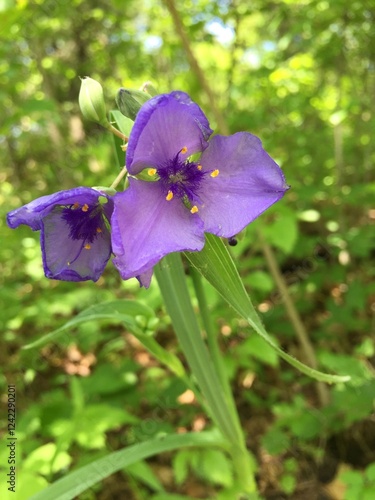 Violet-blue spiderwort flower (Tradescantia virginiana) in close-up