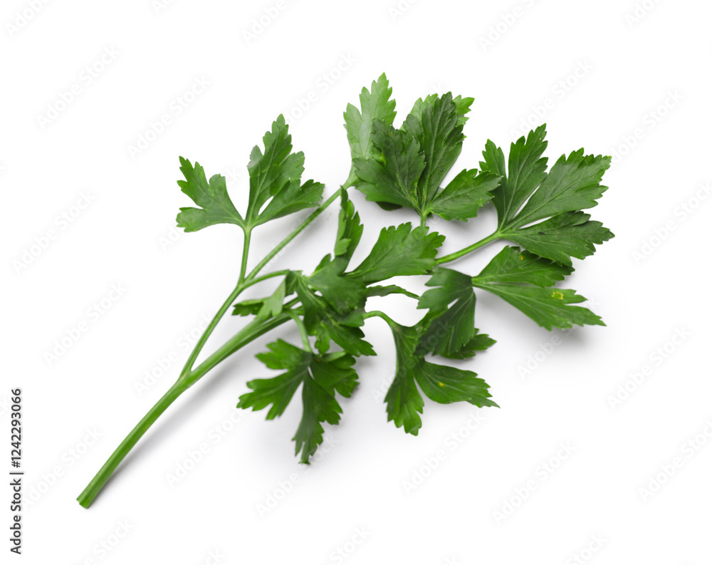 Sprig of fresh parsley isolated on white, top view Sprig of fresh parsley isolated on white, top view