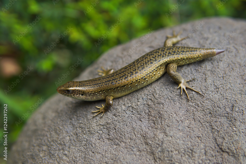 Eutropis carinata lizard on stone Eutropis carinata lizard on stone