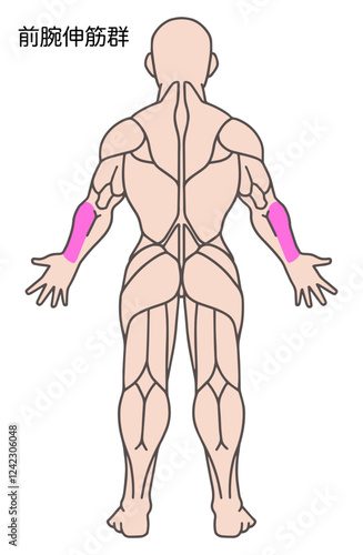 前腕伸筋群、人体の筋肉図