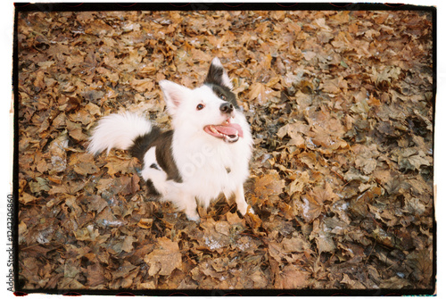 Happy Dog Sitting on Autumn Leaves photo