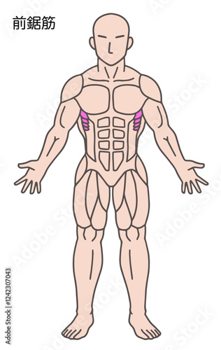 前鋸筋、人体の筋肉図