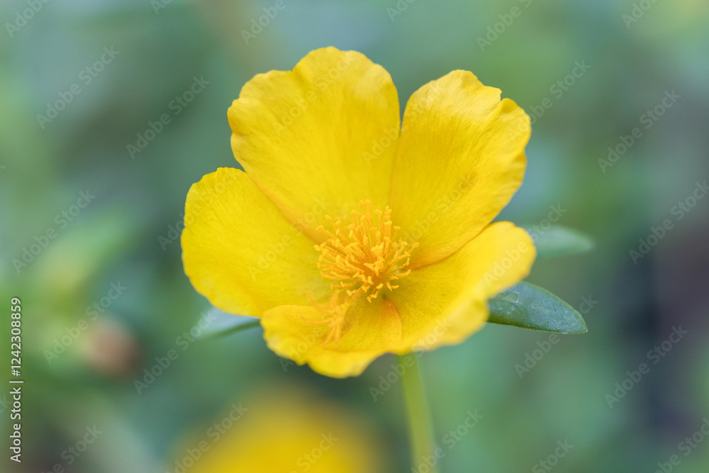 portulaca portulaca