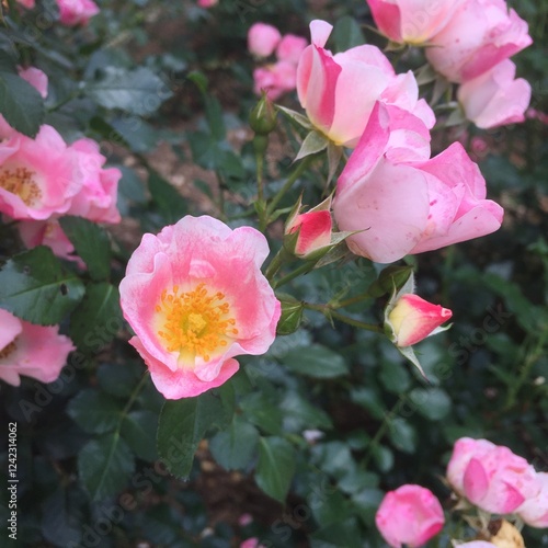 Pink flowers with a bright yellow centers in full bloom