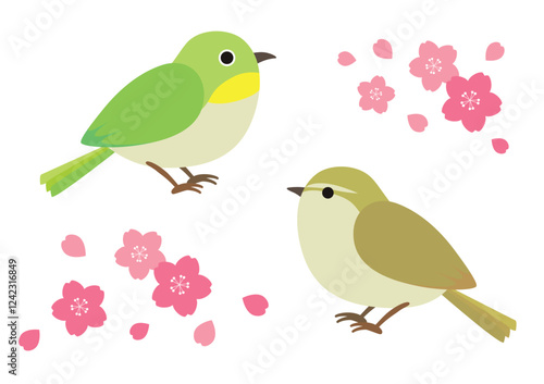 めじろとうぐいすと桜の花のイラスト	