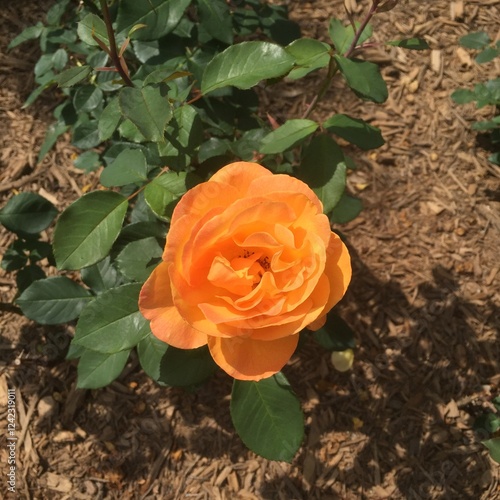 One single orange rose in full bloom during the summer season