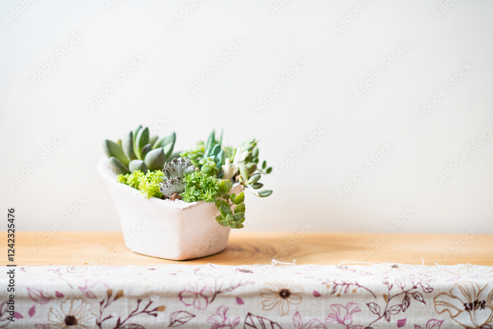 Small Succulent Collection on Wooden Table Small Succulent Collection on Wooden Table
