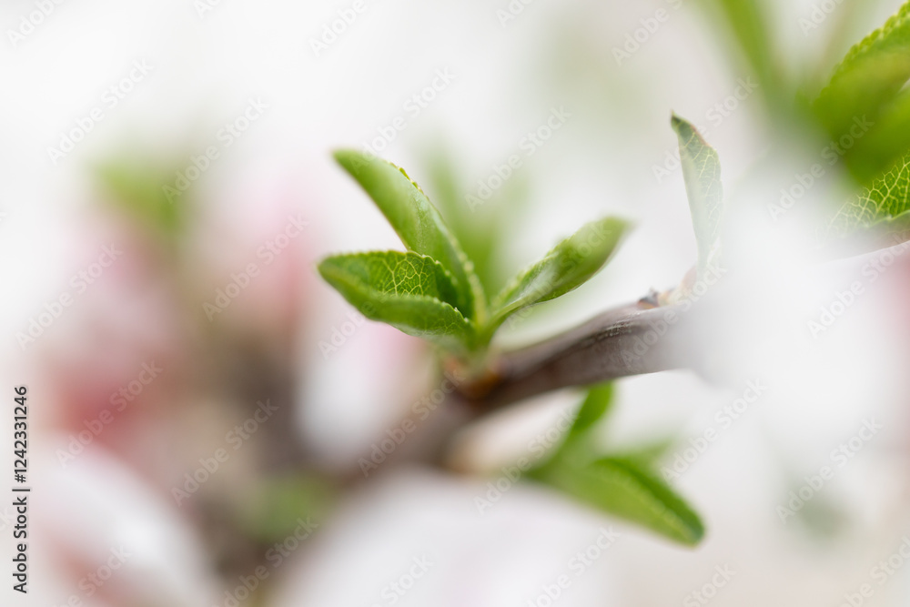 Obraz premium Green almond leaves sprouting from one of its branches in spring