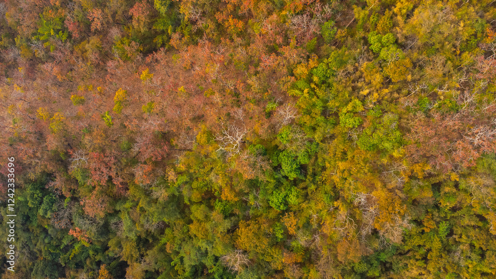 Aerial top down view of autumn tropical forest with green and yellow trees. Colorful autumn forest in Thailand from above. Aerial top down view of autumn tropical forest with green and yellow trees. Colorful autumn forest in Thailand from above.