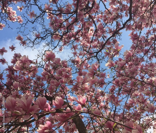 Magnolia tree branches with pink and white blossoms against blue sky. Jane Magnolia tree.