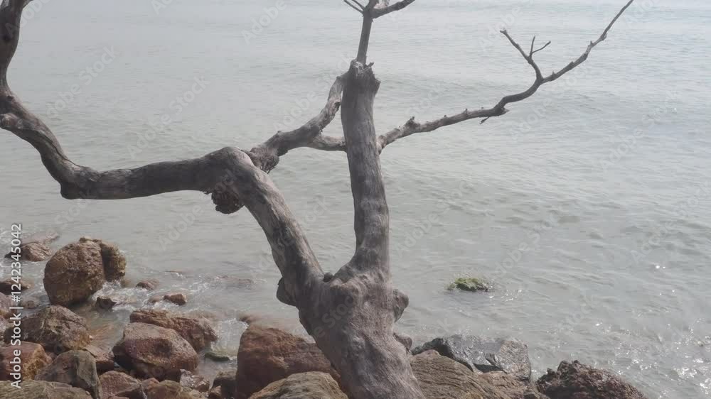 Dead tree standing on the beach Dead tree standing on the beach