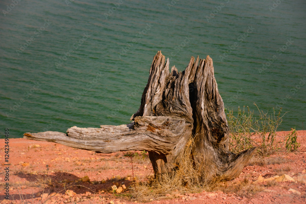 The scene showcases a natural, peaceful atmosphere with soft lighting and selective focus. The scene showcases a natural, peaceful atmosphere with soft lighting and selective focus.
