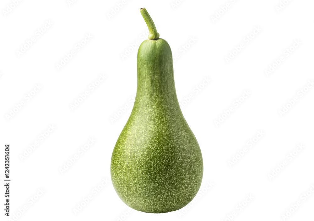 Ash gourd side view full length Isolated on Transparent or White Background. Ash gourd side view full length Isolated on Transparent or White Background.