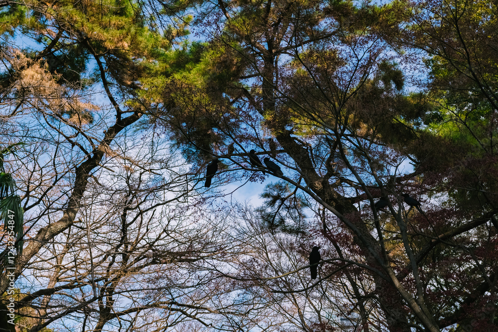 Obraz premium trees and sky