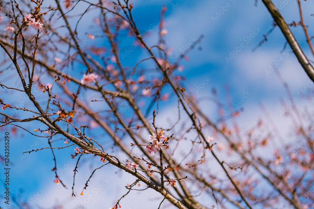 tree branches against blue sky tree branches against blue sky