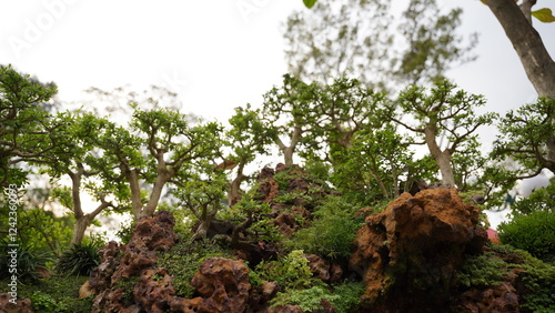 The beauty of bonsai lies in its ability to capture the essence of nature