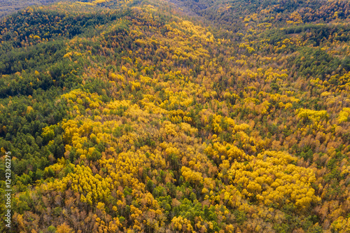 Golden Autumn Canopy photo