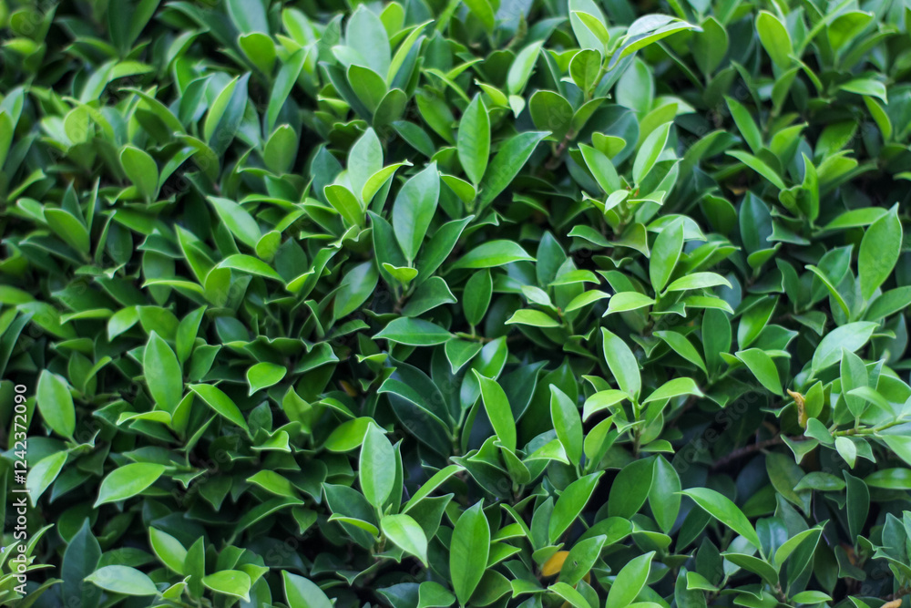 Full view of Ficus microcarpa leaves or banyan tree leaves. Natural background. Leaves background Full view of Ficus microcarpa leaves or banyan tree leaves. Natural background. Leaves background