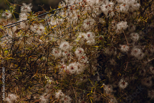 White fluffy flowers growing on a fence in nature photo