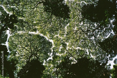 looking up at tree canopy photo