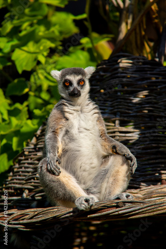 Ring tailed lemur in morning sun