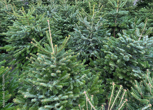 large amount of Xmas trees