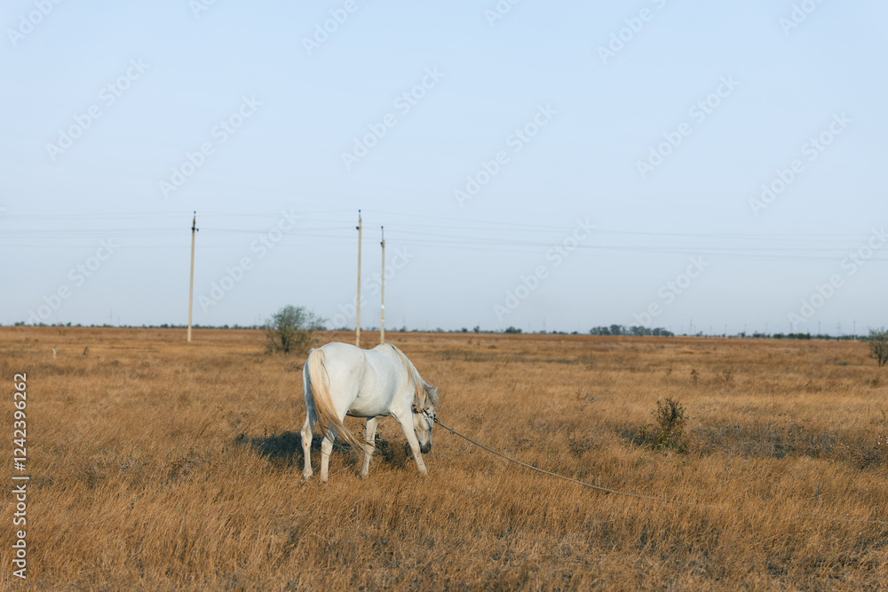 Obraz premium Majestic white horse peacefully grazing in open field under towering power lines
