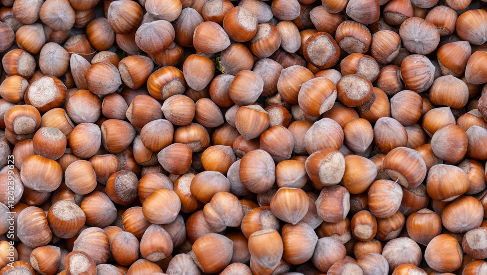 Fresh Hazelnuts In Shells With Mocha Brown Hues Fresh Hazelnuts In Shells With Mocha Brown Hues
