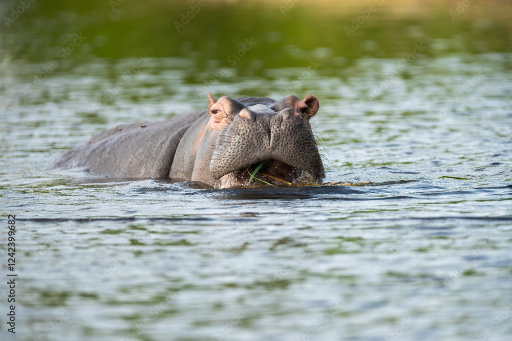 Hippo Eating Herbs In Chobe River, Botswana Hippo Eating Herbs In Chobe River, Botswana