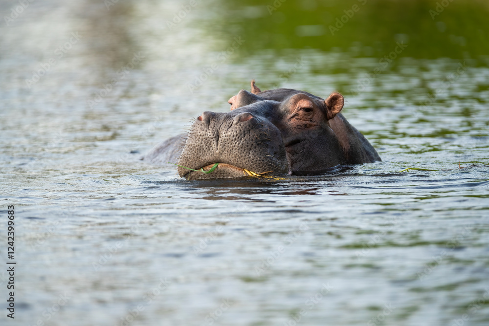 Hippo Taking A Bath In Chobe River, Botswana Hippo Taking A Bath In Chobe River, Botswana
