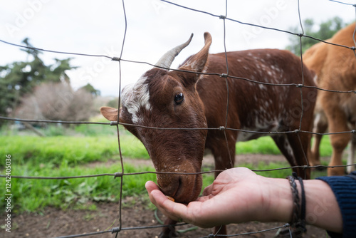 Farmer feeding goat through wire fence on farm photo