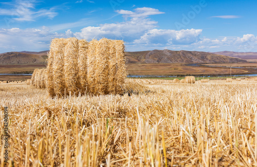 A rural scene with hay bales in a harvested field