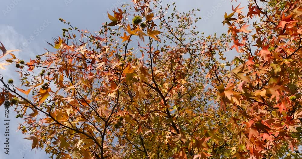 amber tree in the autumn season in sunny weather, beautiful foliage of the tree before the autumn fall amber tree in the autumn season in sunny weather, beautiful foliage of the tree before the autumn fall