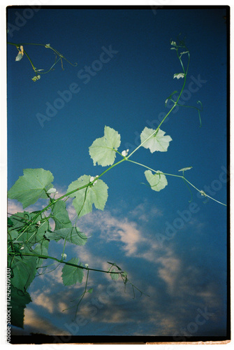 Vines rising to a bright blue sky at sunset  photo