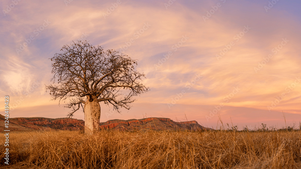 Boab Tree in the Australian Wet season Buildup Boab Tree in the Australian Wet season Buildup