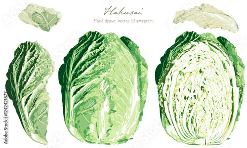 水彩で描いた白菜の素材セット