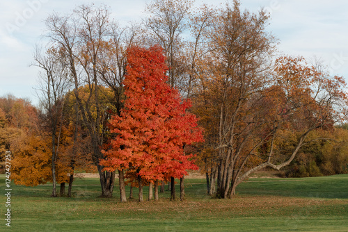 Fall color on a golf course photo