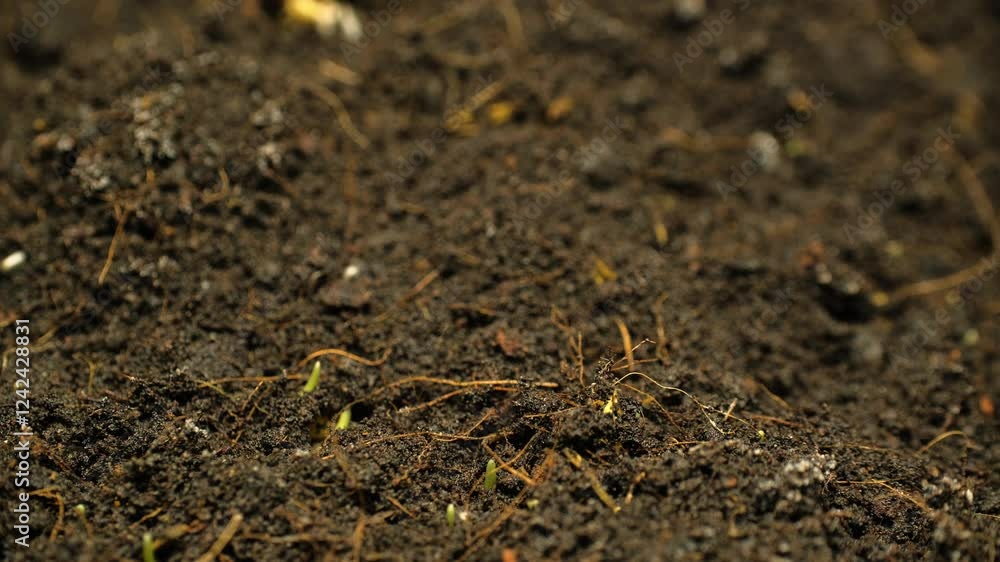 Growing wheat grass rising from soil time lapse 4k footage. Growing wheat grass rising from soil time lapse 4k footage.