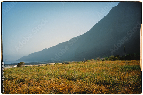 Analog shot of an extensive tropical pineapple crop in El Hierro photo