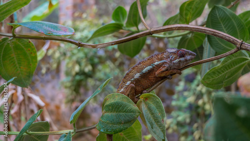 A bright chameleon Furcifer Pardalis lurked on a tree branch. Red skin, blue stripe on the side. Profile view. Green foliage. Madagascar. Kennel reptiles Peyriyar photo