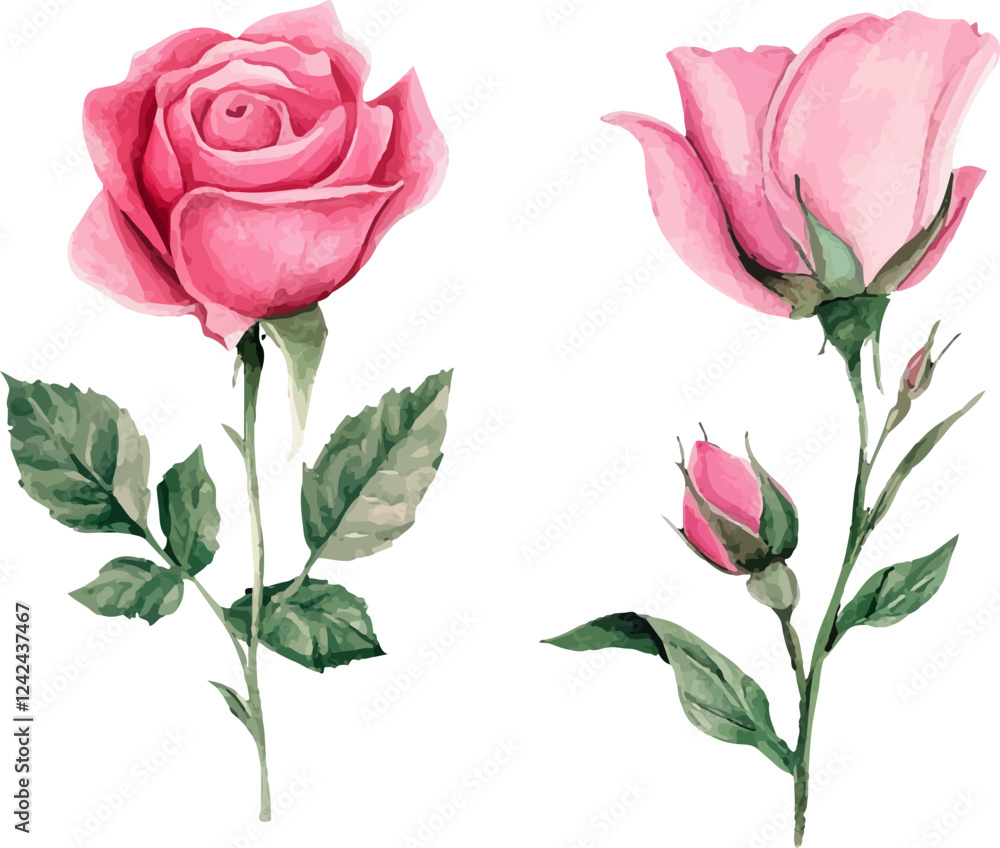 Fototapeta premium vector illustration of rose