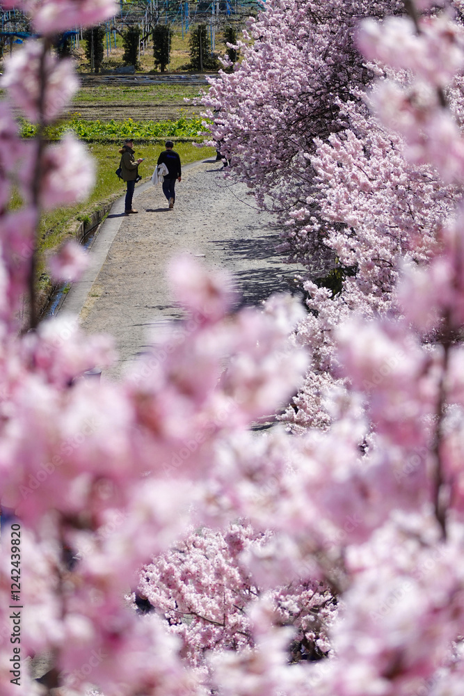 春めき桜が咲き誇る足柄の田園風景