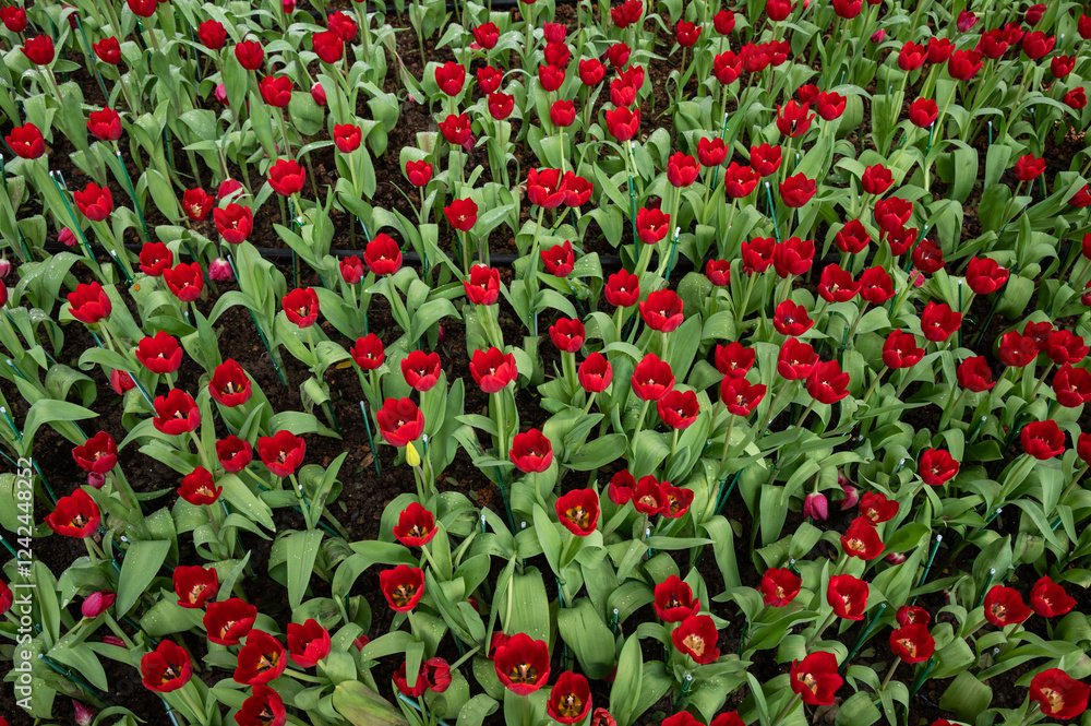 Fototapeta premium Full frame shot of red Tulips flower grow in the garden. Tulips is one of the world's most easily recognized and loved flowers.