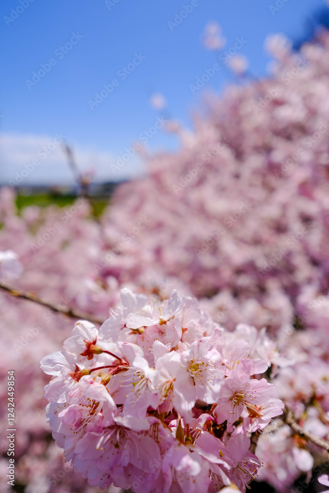 満開の春めき桜と青空の絶景