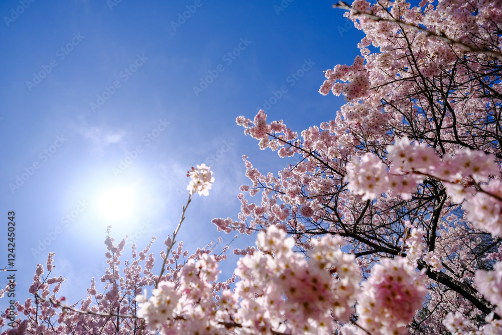 満開の春めき桜と青空の絶景