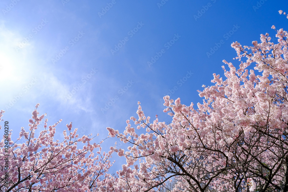 満開の春めき桜と青空の絶景
