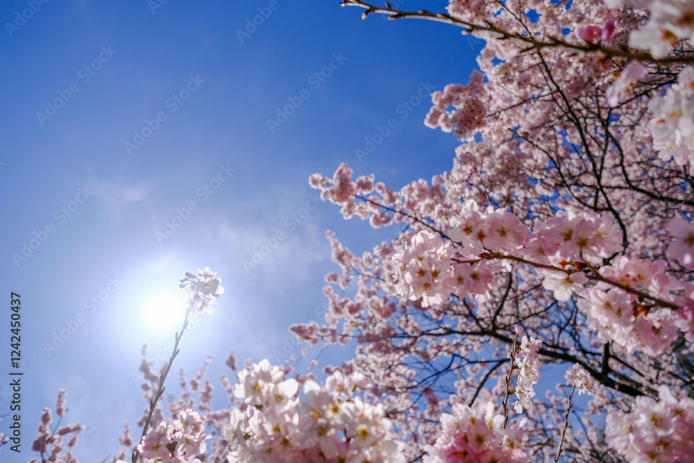満開の春めき桜と青空の絶景