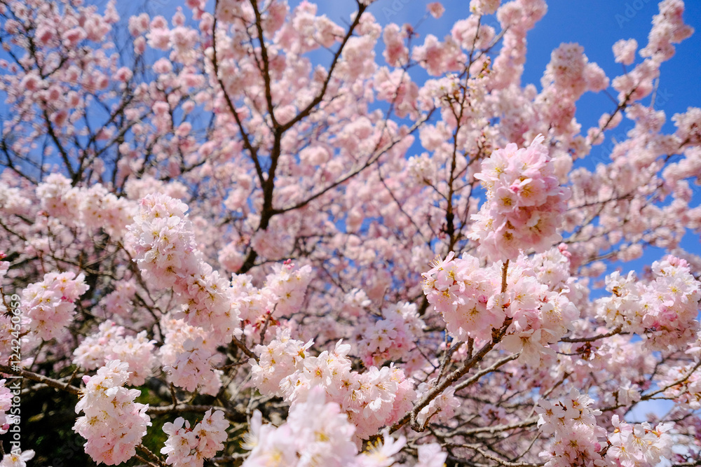 満開の春めき桜と青空の絶景